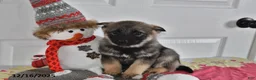 Norwegian Elkhound dogs for sale: Max - Ad 2