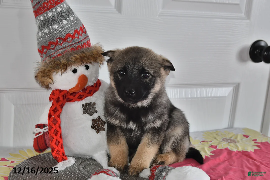 Norwegian Elkhound dogs for sale: Max - Ad 2
