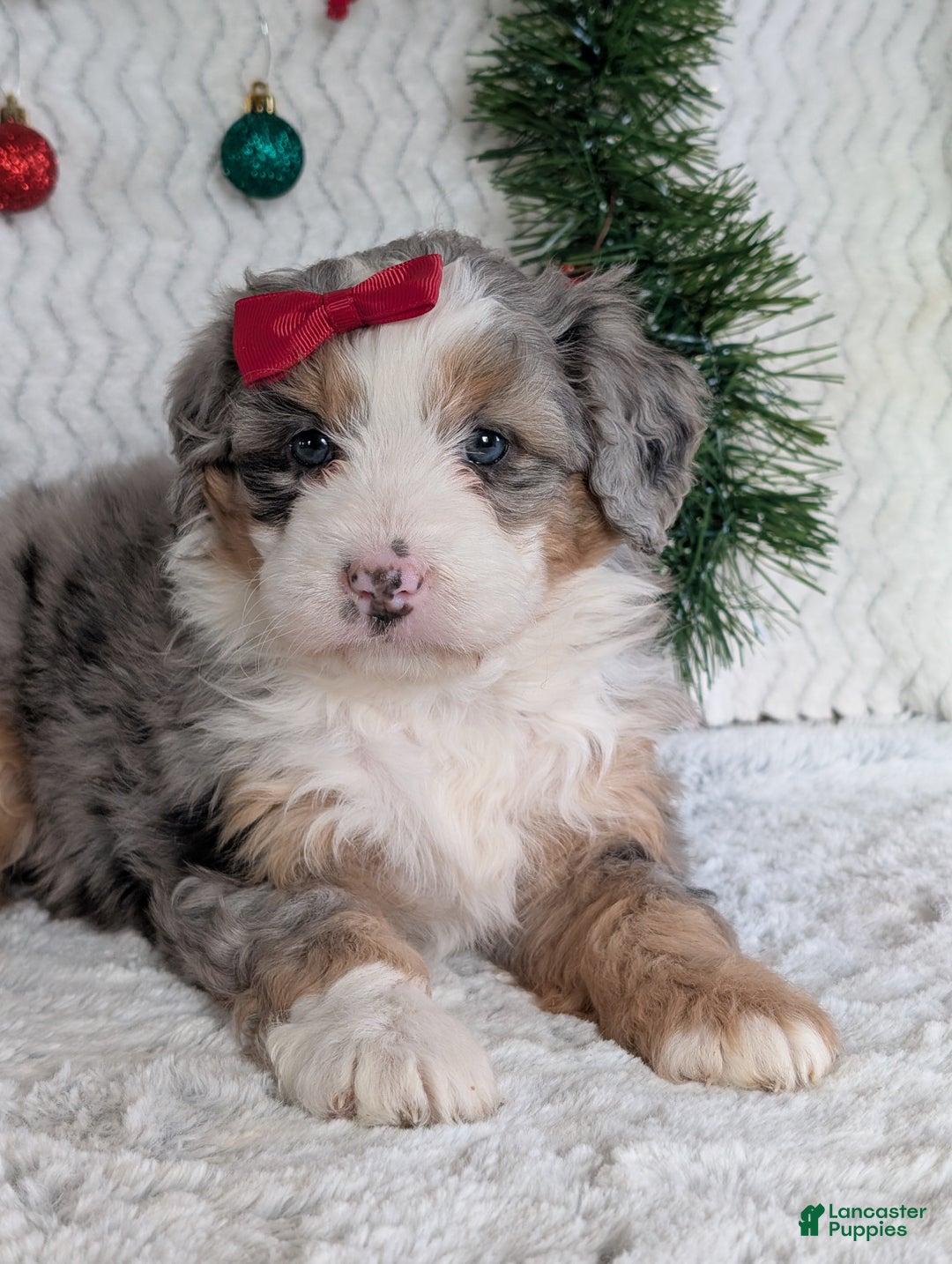 Mini Bernedoodle dogs for sale: Mini Pippa  - Ad 9