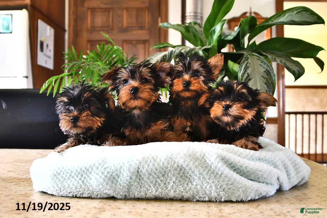 Yorkshire Terrier dogs for sale: Pepper - Ad 5