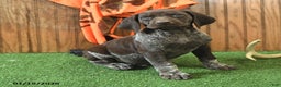 German Shorthaired Pointer dogs for sale: Celebrity - Ad 1
