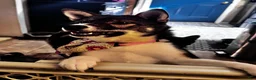 Shiba Inu dogs for sale: Touka  - Ad 3