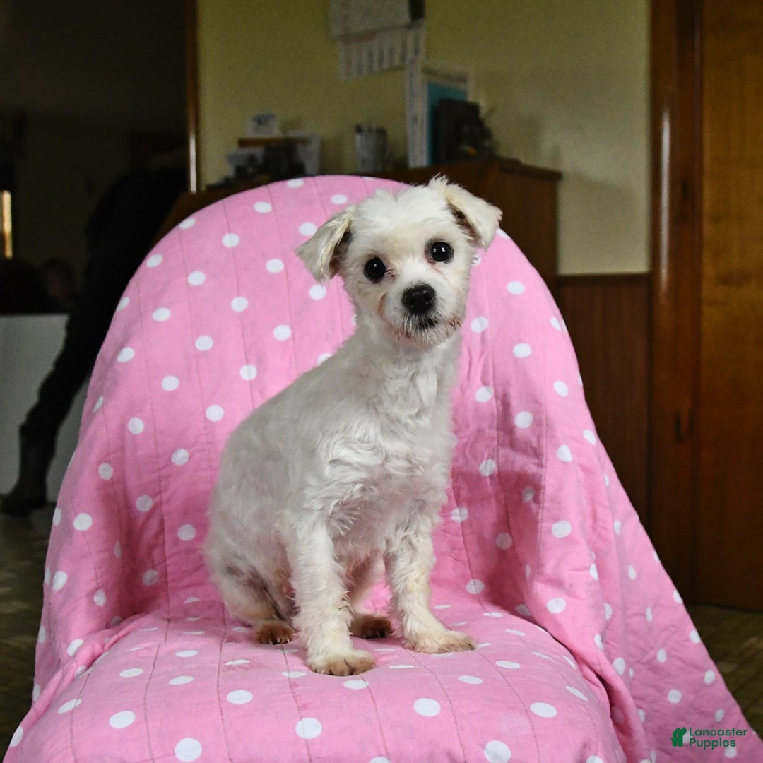 Maltese dogs for sale: Gavin - Ad 6