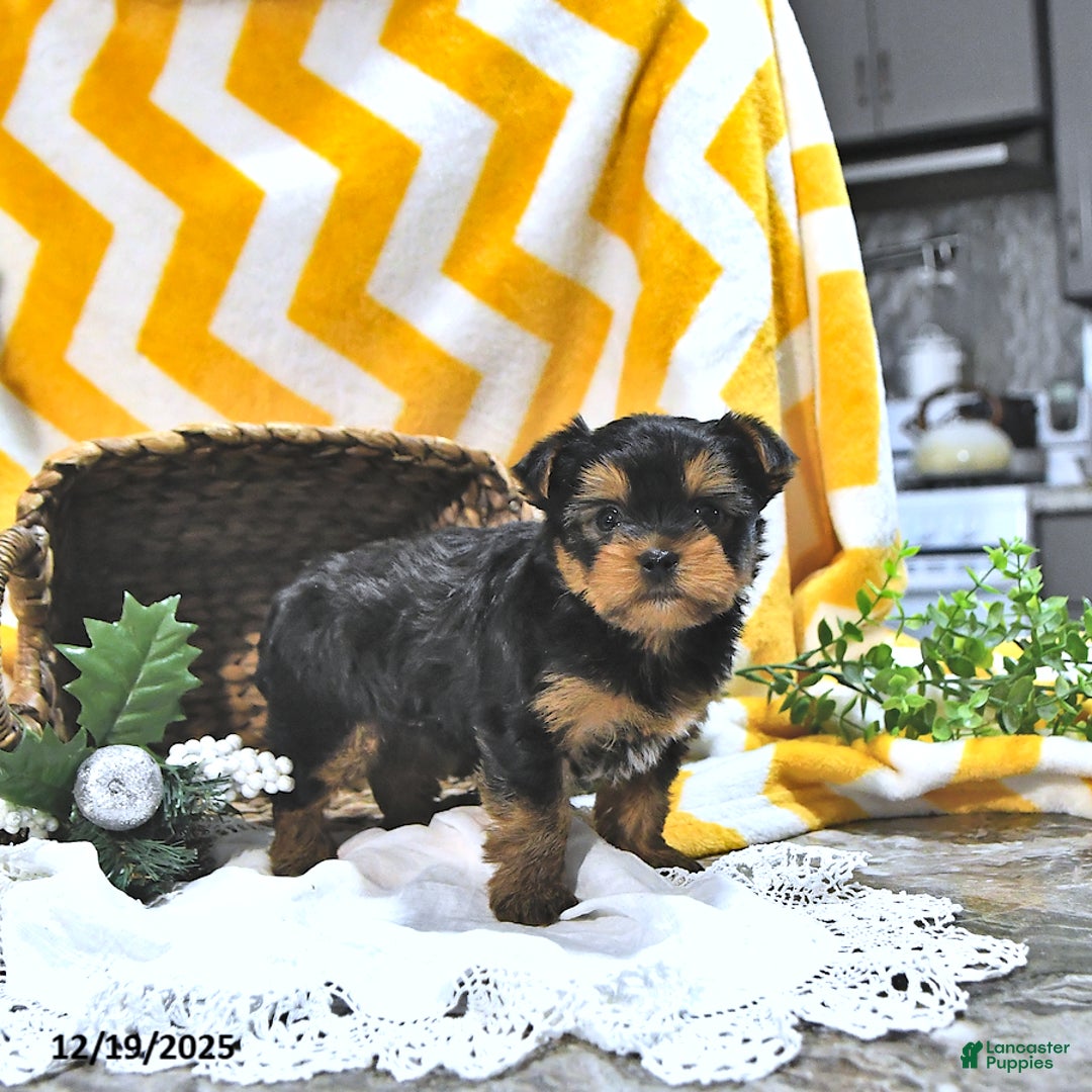 Yorkshire Terrier dogs for sale: Blitz  - Ad 2