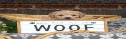 Bichpoo dogs for sale: Coach - Ad 12