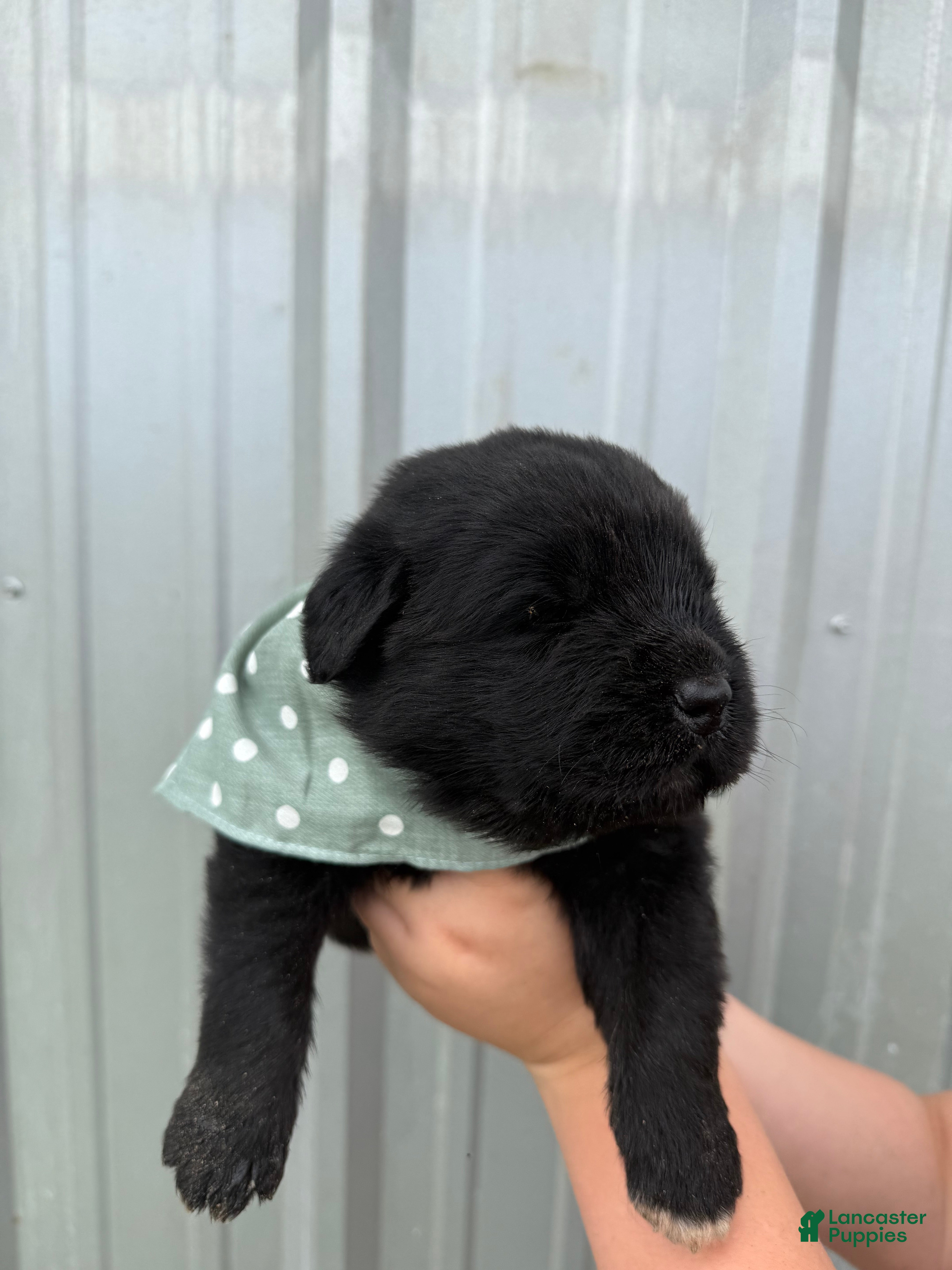 Newfoundland dogs Newfoundland Green Male  - Ad 9