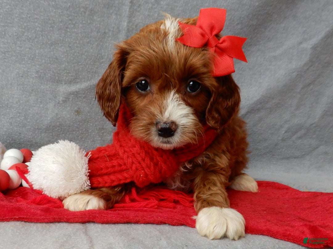 Cavapoo dogs for sale: Noelle - Ad 5