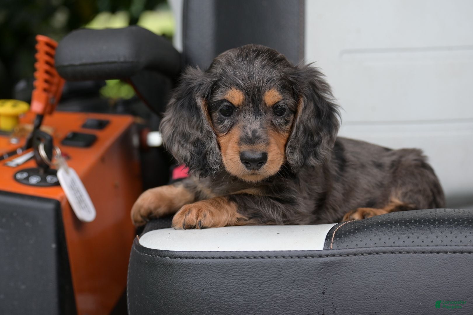 Miniature Dachshund dogs Buckley - Ad 1