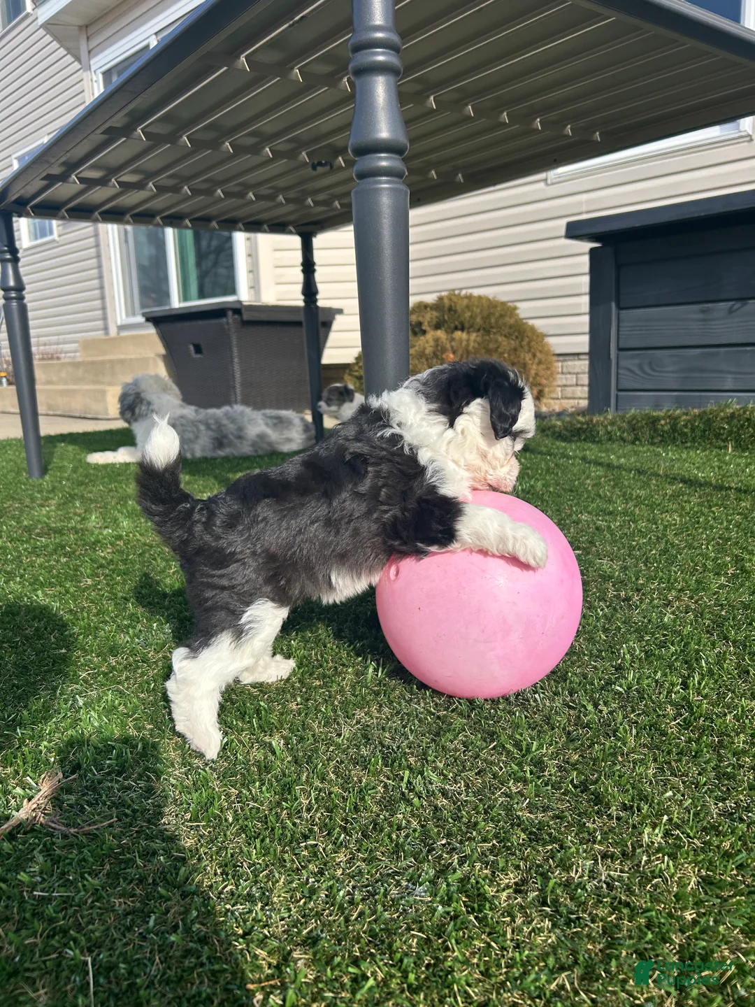 Mixed Breed dogs for sale: Bella - Ad 5