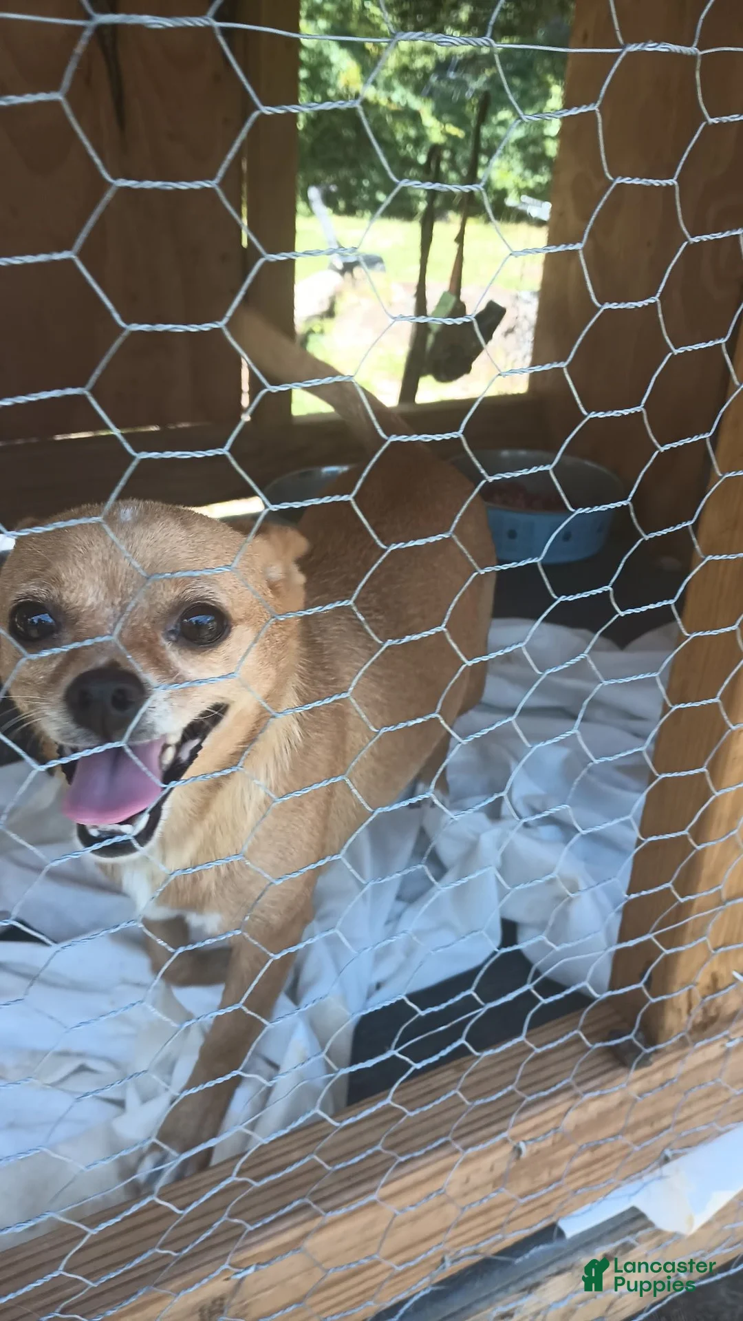 Chihuahua dogs for sale: Punkin - Ad 3