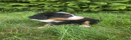 Bernedoodle dogs for sale: Bernedoodle orange - Ad 10