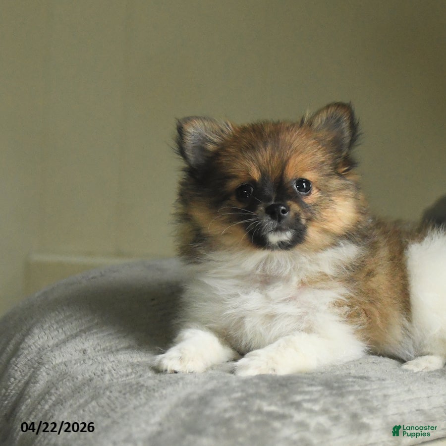 Pomeranian dogs Star - Ad 2