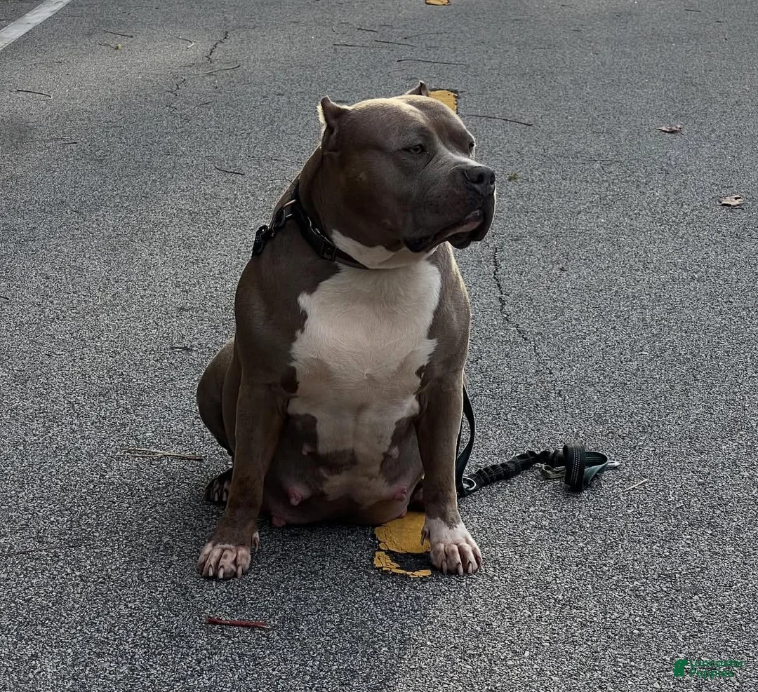 American Bully dogs for sale: American Bully Puppy 6 - Ad 2