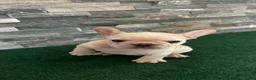French Bulldog dogs for sale: Mercedes - Ad 11
