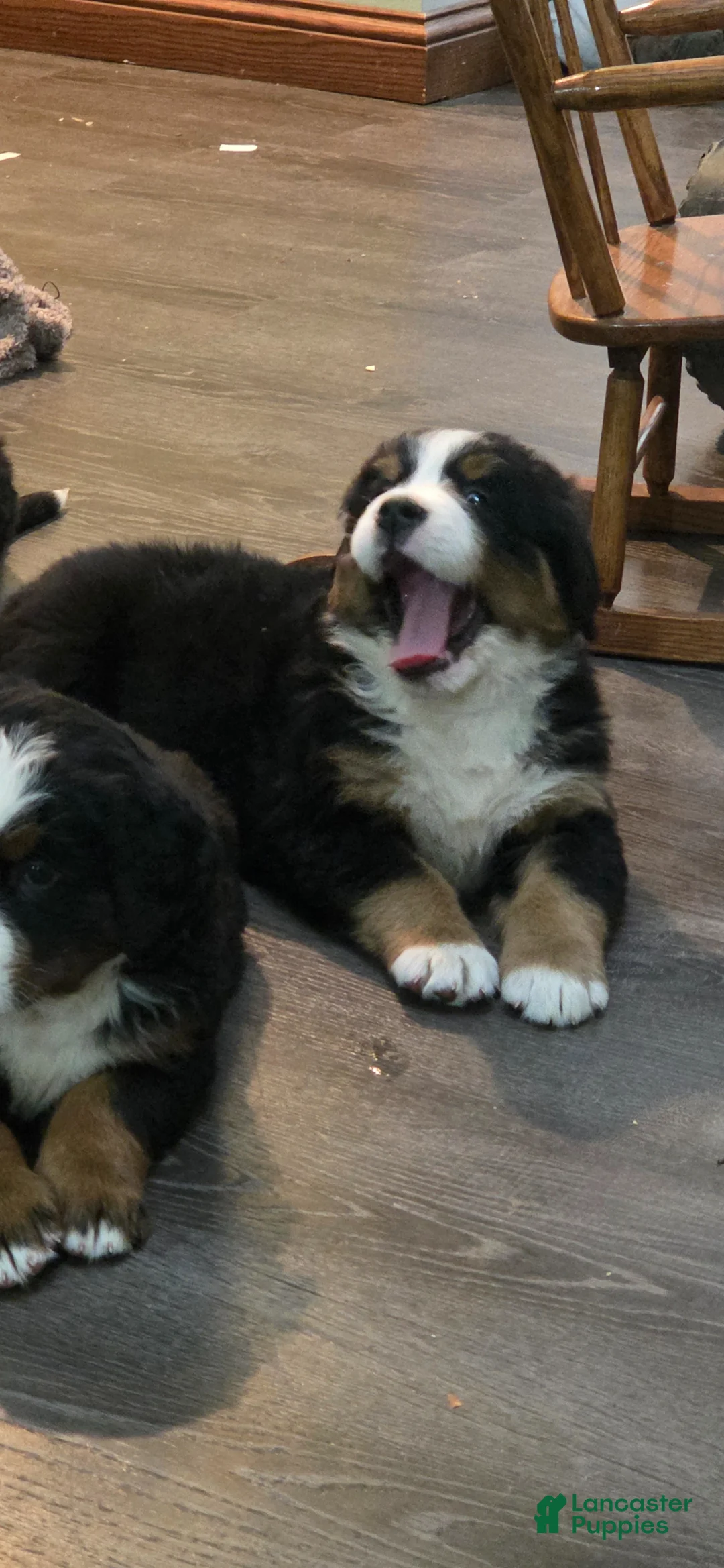 Bernese Mountain Dog dogs for sale: Bernese Mountain Dog Puppy 4 - Ad 2