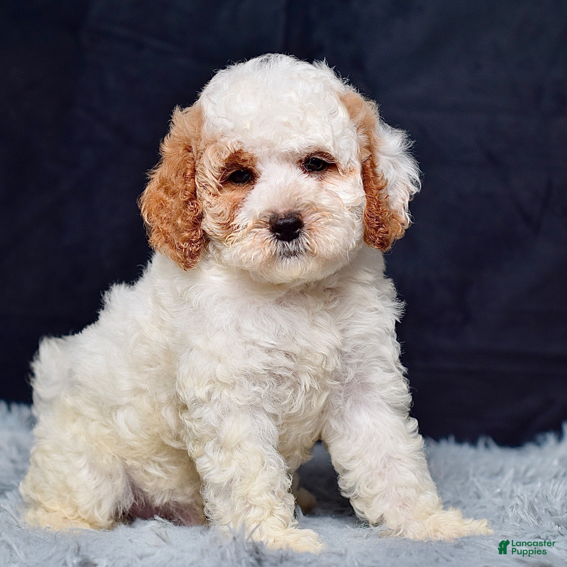 Mini Goldendoodle dogs Mr. Silas - Ad 1