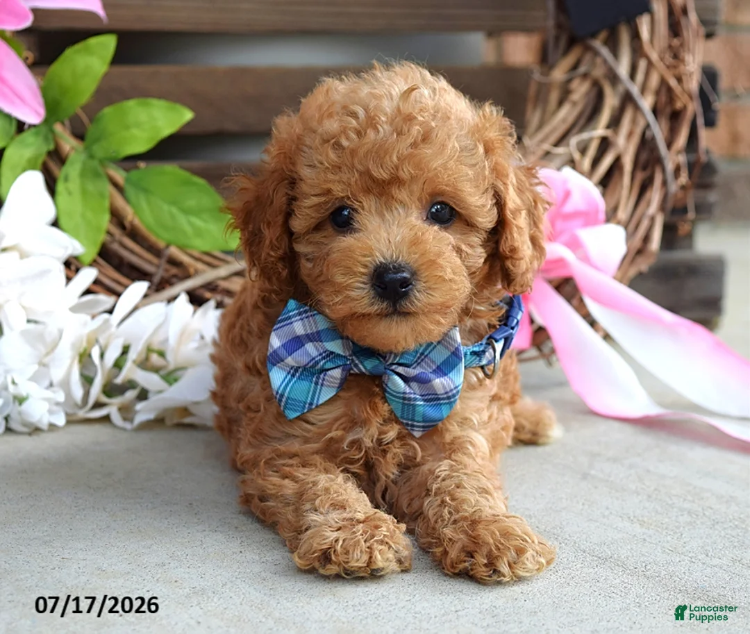 Cavapoo dogs for sale: Mickey - Ad 8