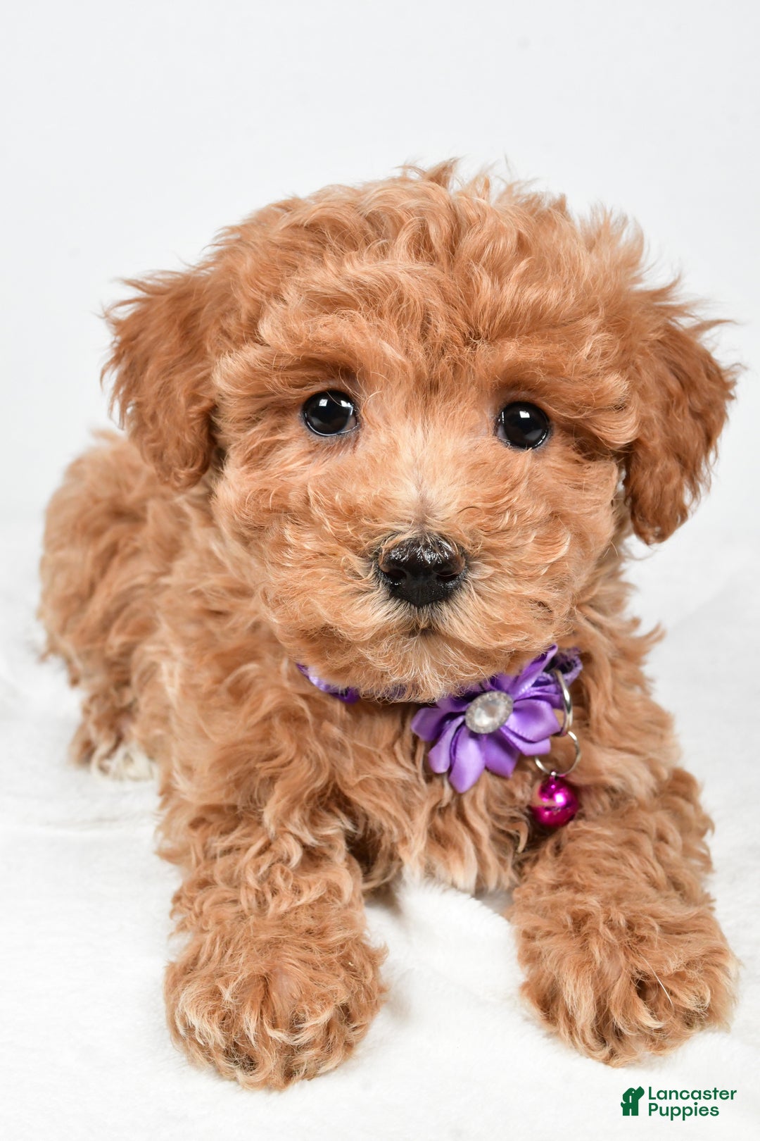 Maltipoo dogs for sale: Sara - Ad 4