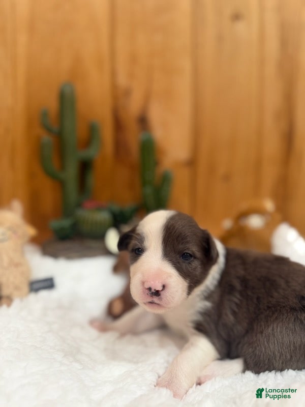 Border Collie dogs Girl 4 - Ad 37