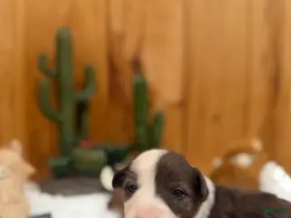 Border Collie dogs Girl 4 - Ad 37