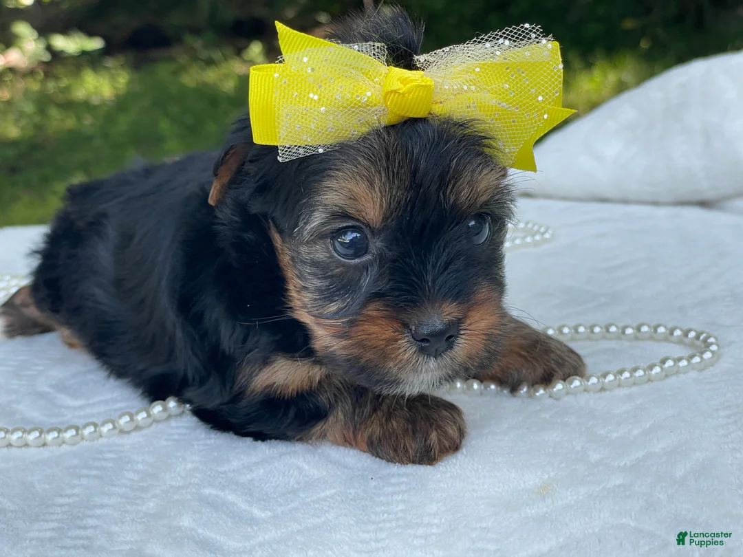 Yorkshire Terrier dogs for sale:  Raine - Ad 9