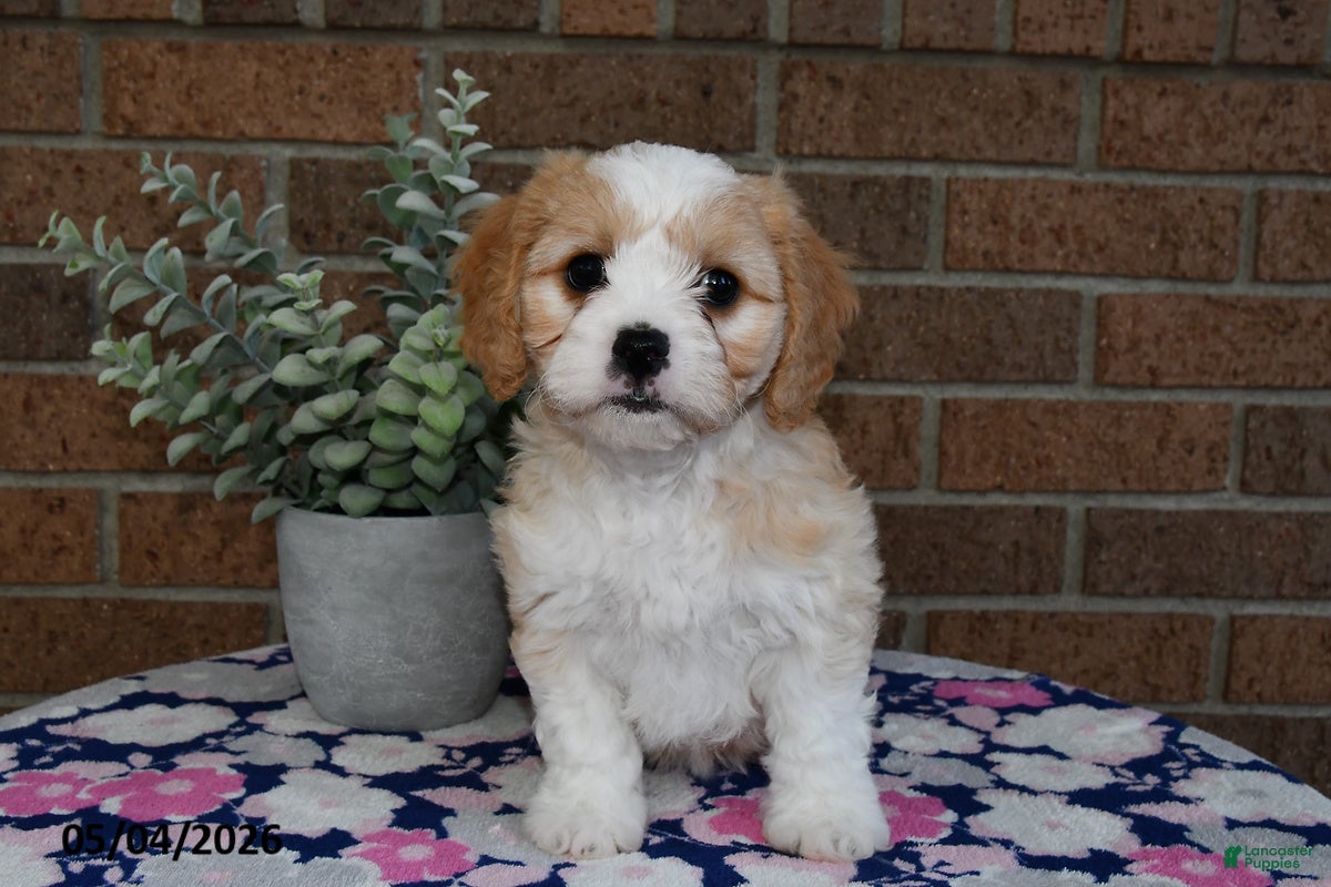 Cavachon dogs Esther - Ad 1