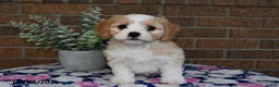 Cavachon dogs for sale: Esther - Ad 1