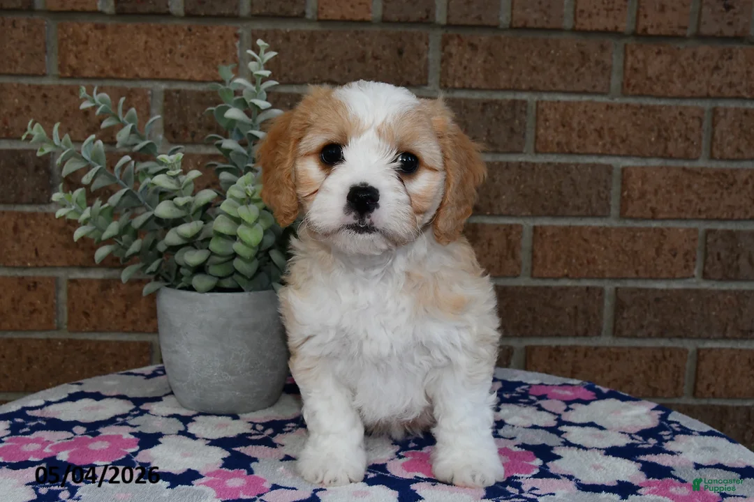 Cavachon dogs for sale: Esther - Ad 1