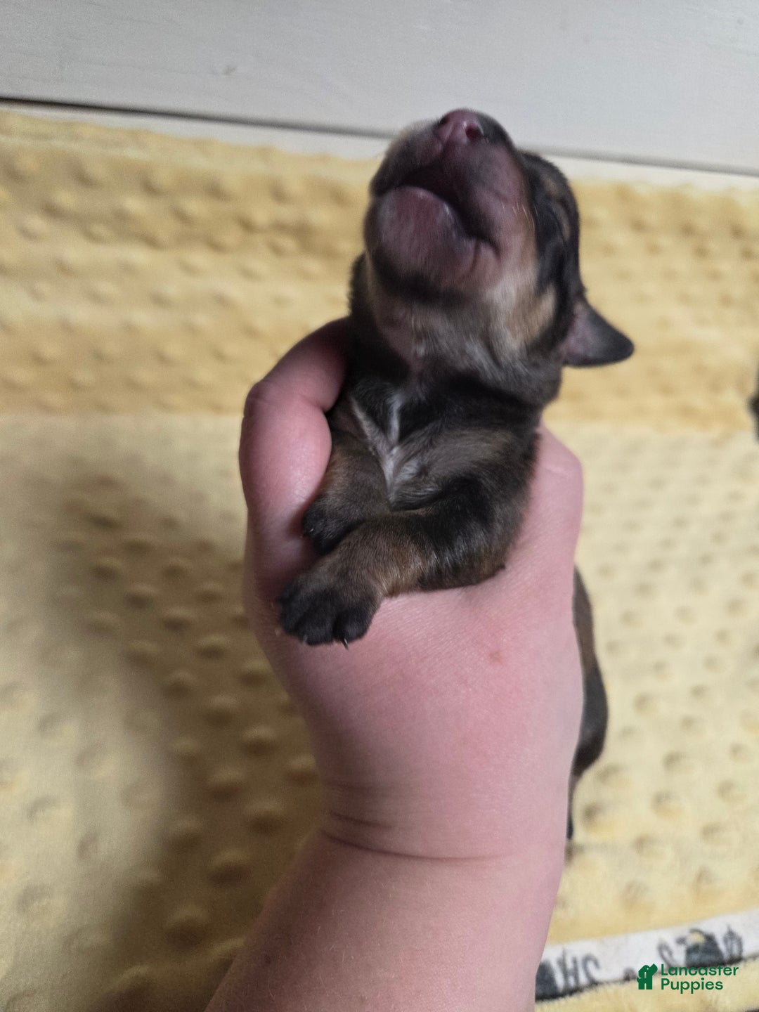 Mixed Breed dogs for sale: Elf - Ad 3