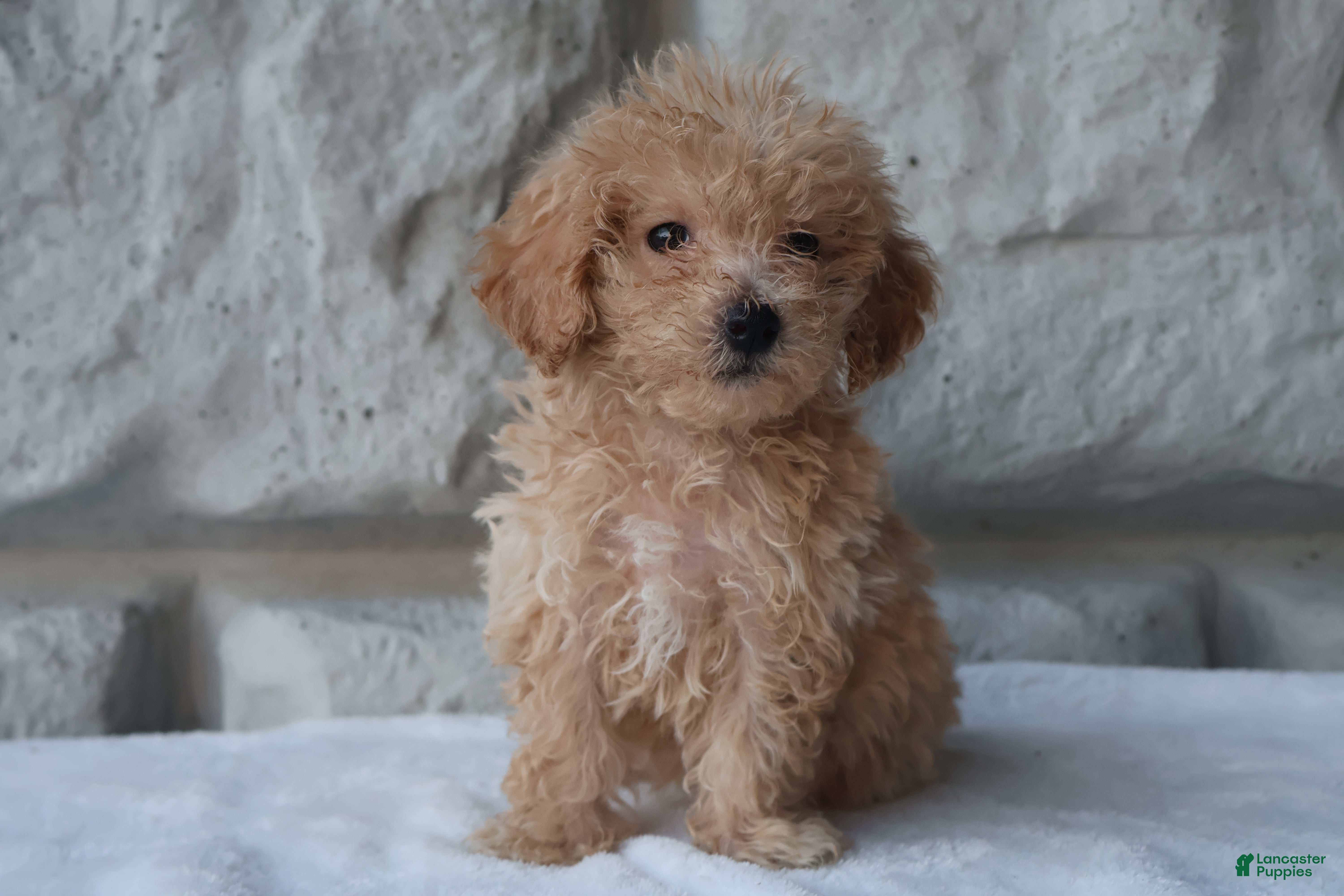 Bichpoo dogs Mia - Ad 2
