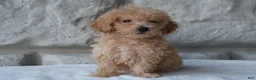 Bichpoo dogs for sale: Mia - Ad 2