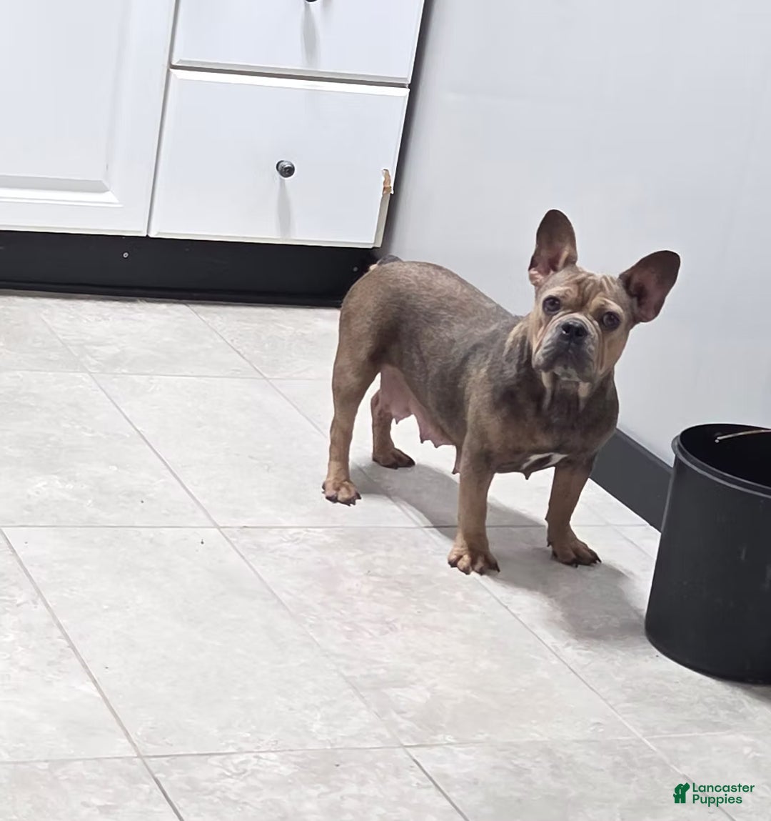 French Bulldog dogs for sale: Cooper - Ad 7
