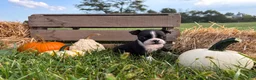 Boston Terrier dogs for sale: Dakota - Ad 3