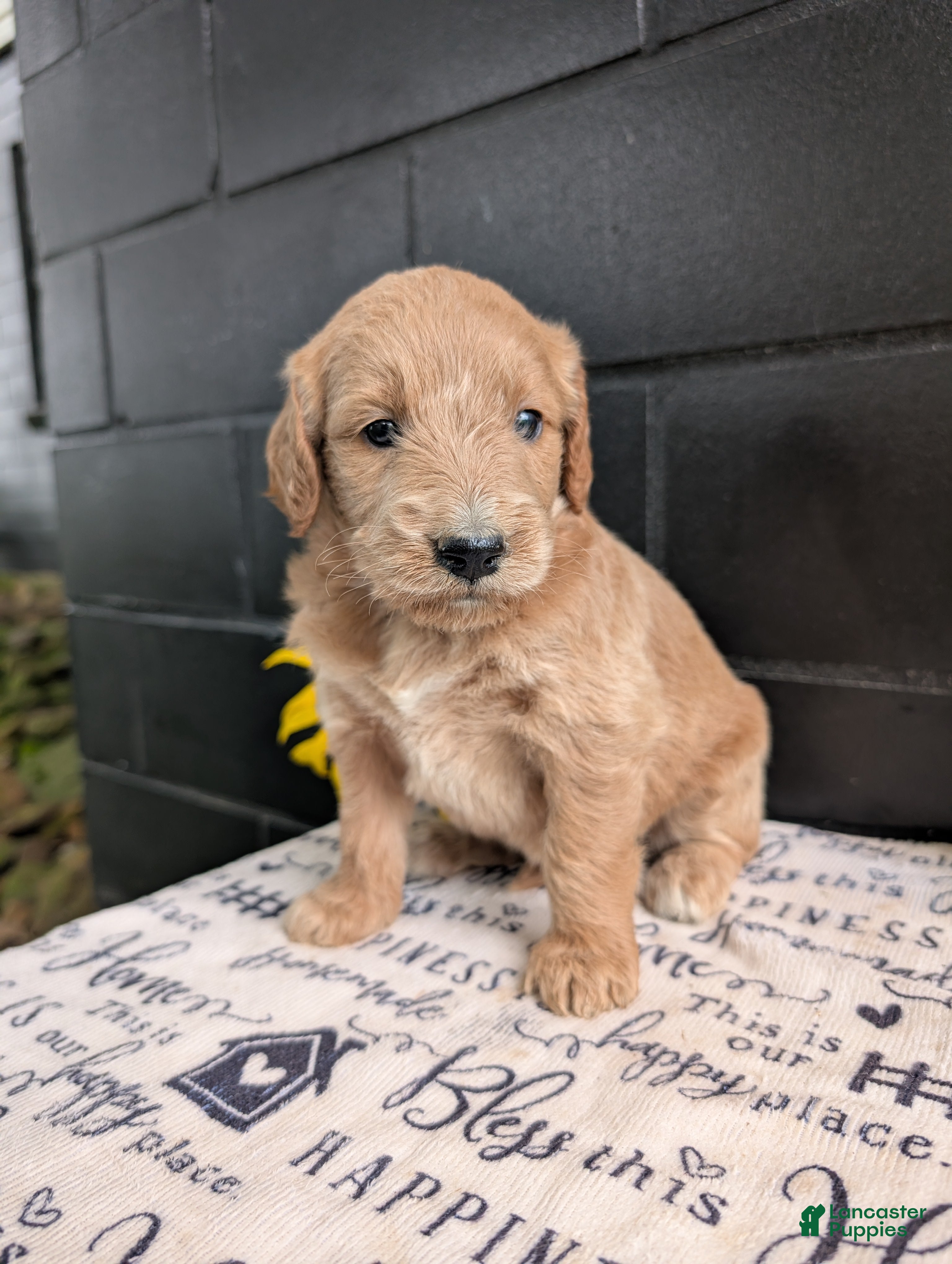 Goldendoodle dogs Libby  - Ad 2