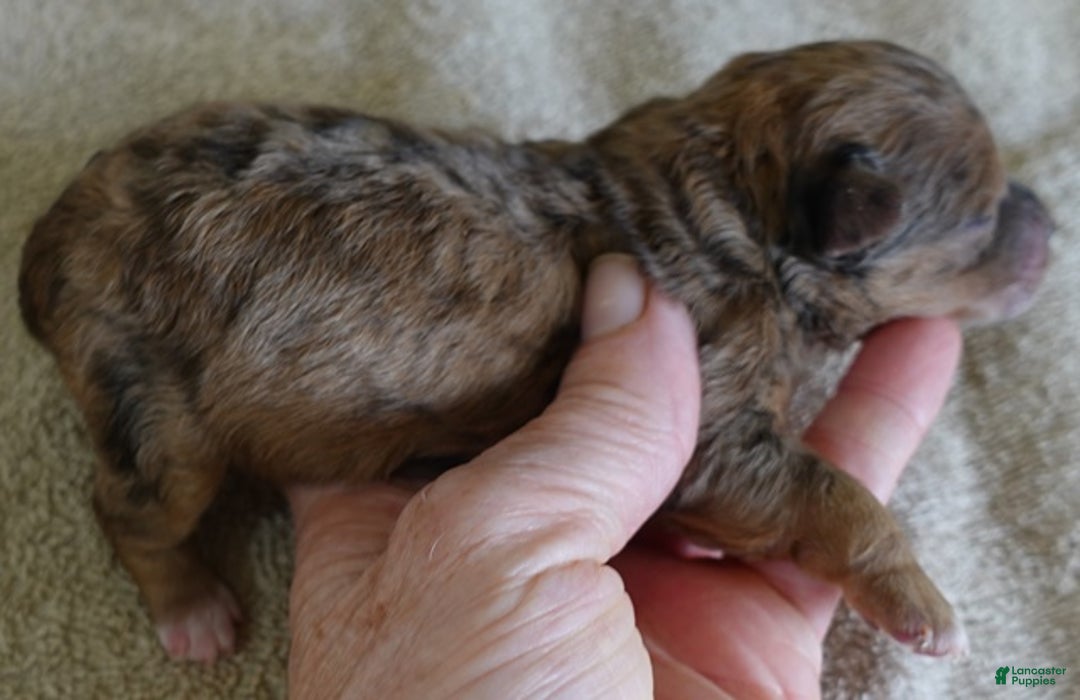 Maltipoo dogs for sale: Miracle chocolate merle - Ad 4