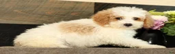 Miniature Poodle dogs for sale: Lincoln - Ad 4