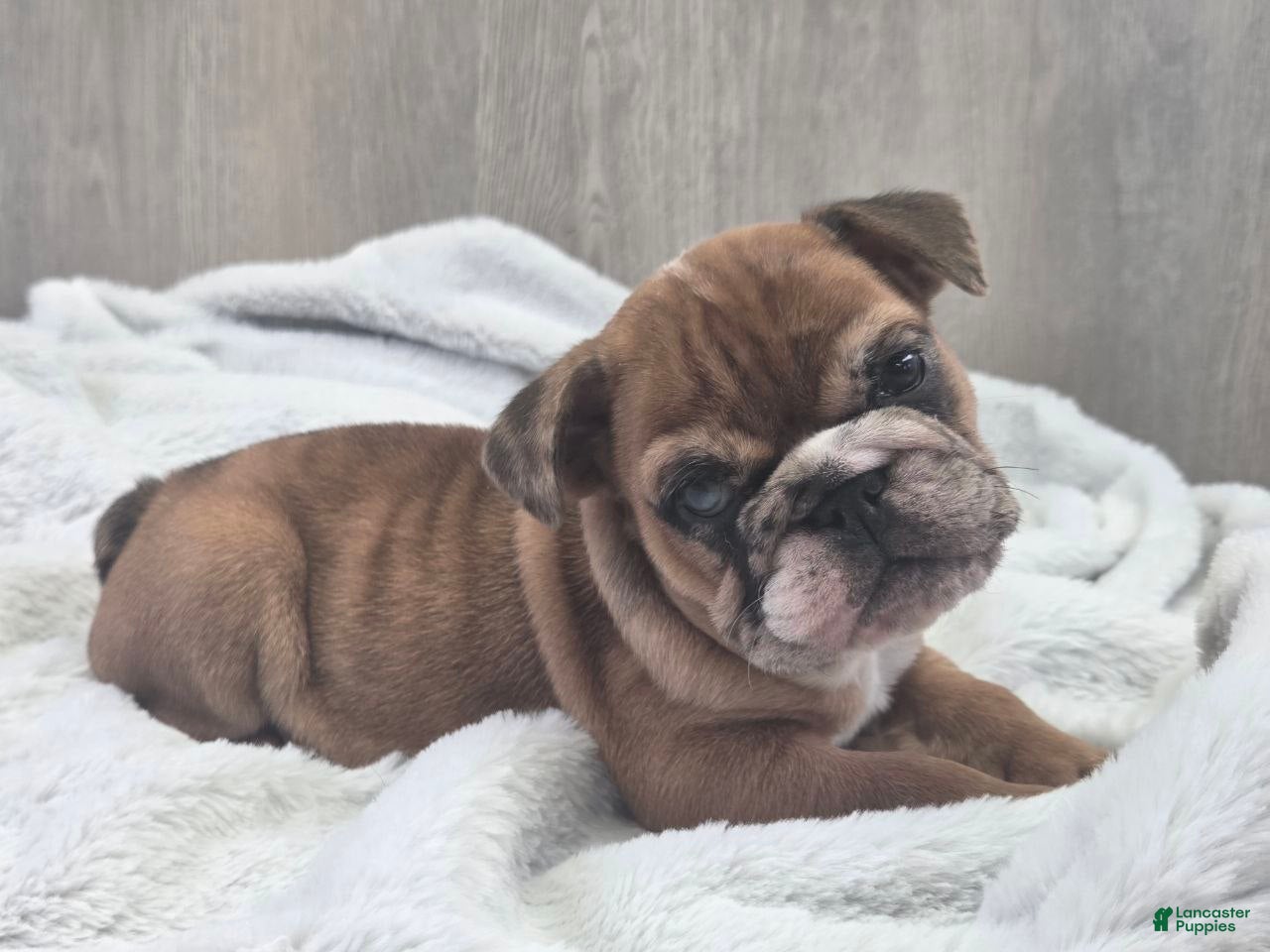 English Bulldog dogs for sale: Kelsi - Ad 1