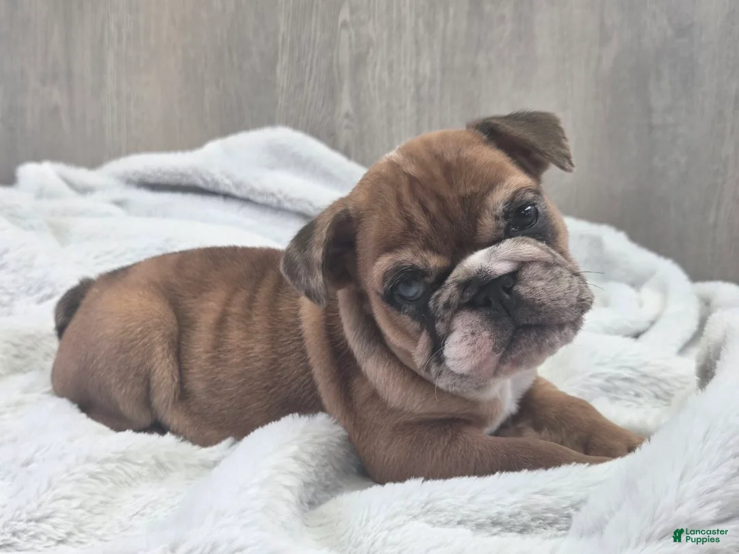 English Bulldog dogs for sale: Kelsi - Ad 1