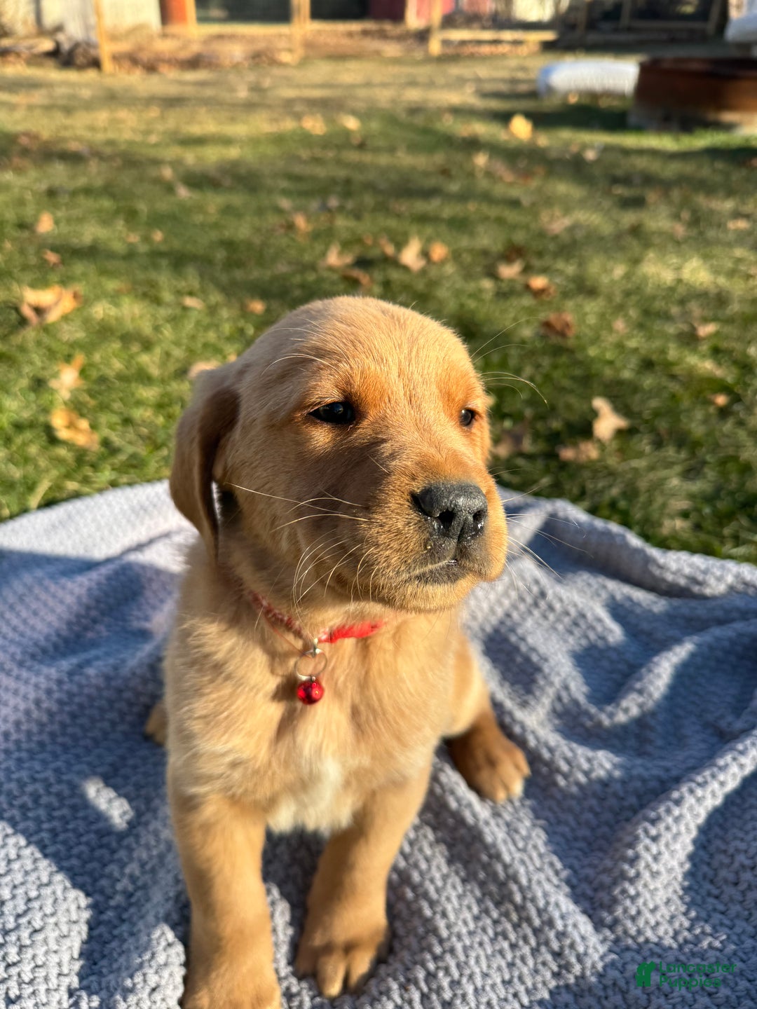 Goldador dogs for sale: Tate - Ad 2