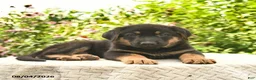 German Shepherd dogs for sale: Lady  - Ad 5