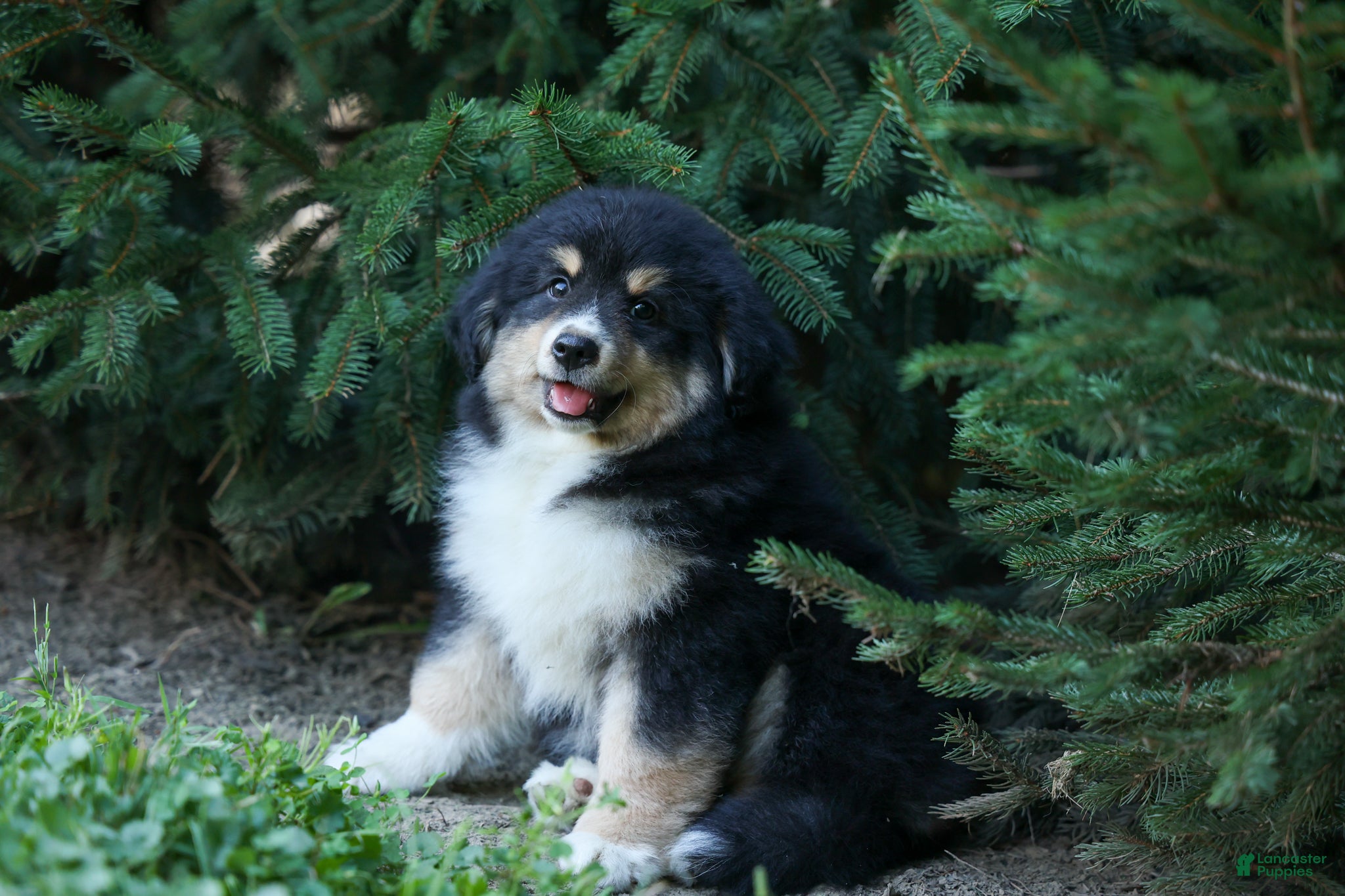 Miniature Australian Shepherd dogs LINCOLN [ new pictures] - Ad 1