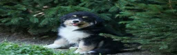 Miniature Australian Shepherd dogs for sale: LINCOLN [ new pictures] - Ad 2