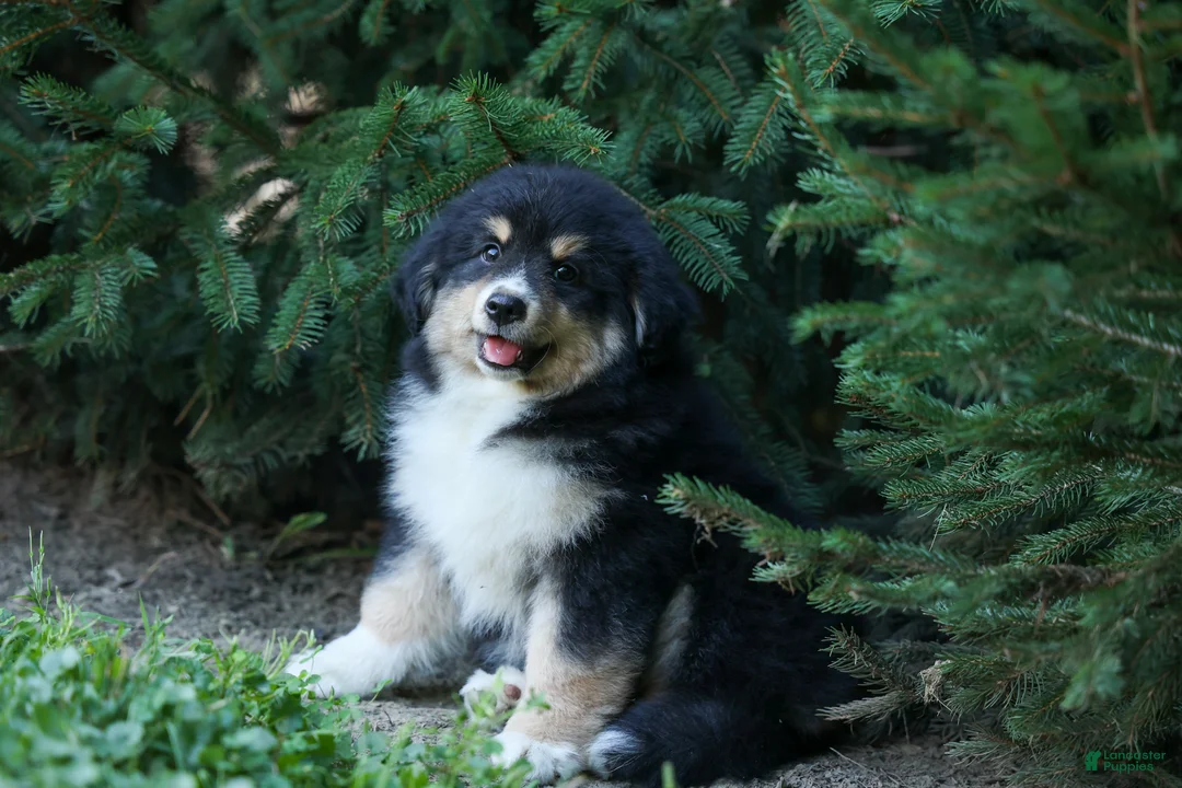Miniature Australian Shepherd dogs for sale: LINCOLN [ new pictures] - Ad 2