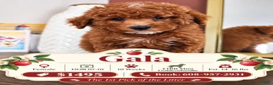 Gala