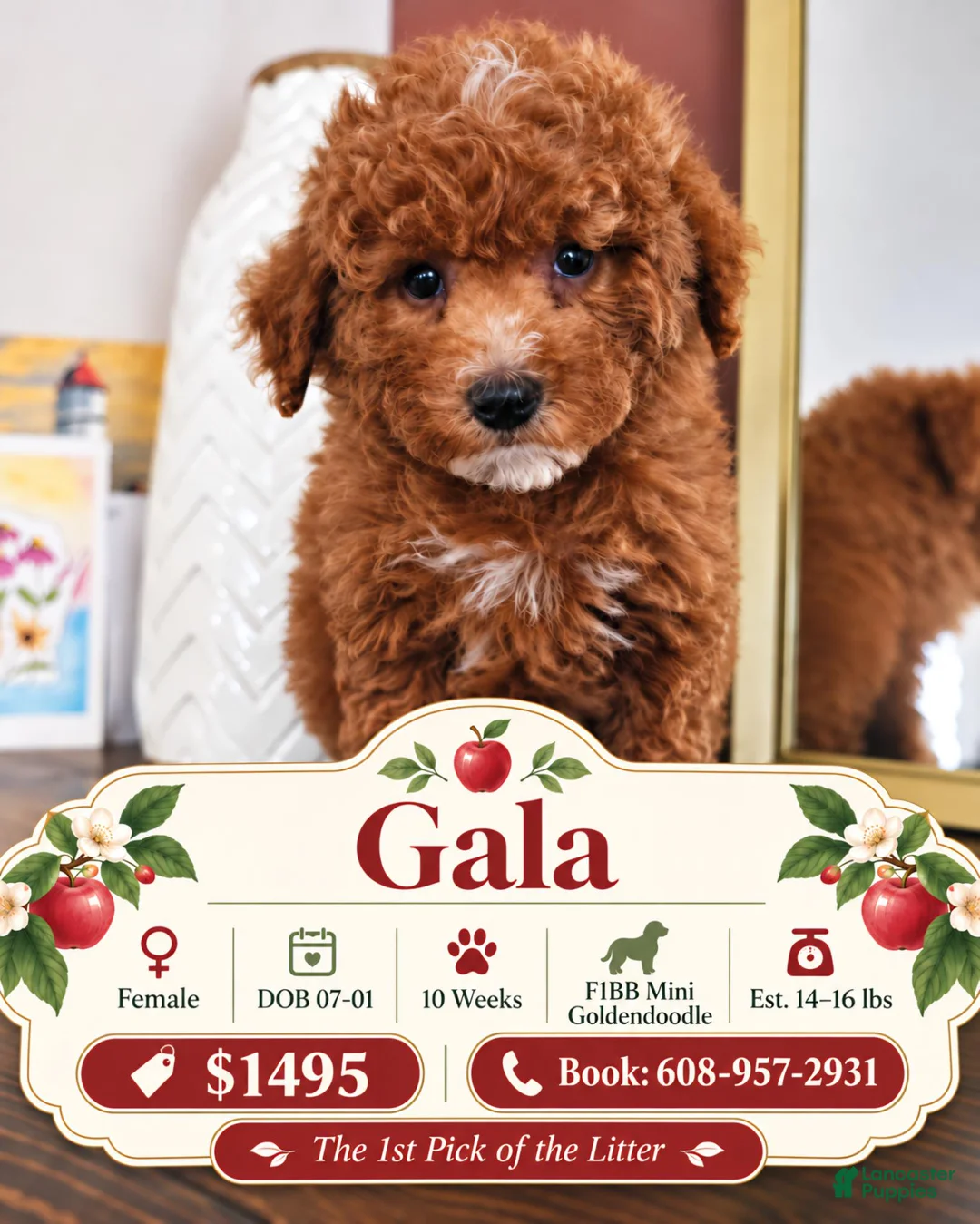 Mini Goldendoodle dogs for sale: Gala - Ad 1
