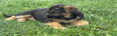 German Shepherd 1