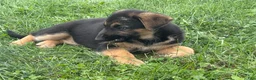 German Shepherd dogs for sale: German Shepherd 1 - Ad 1