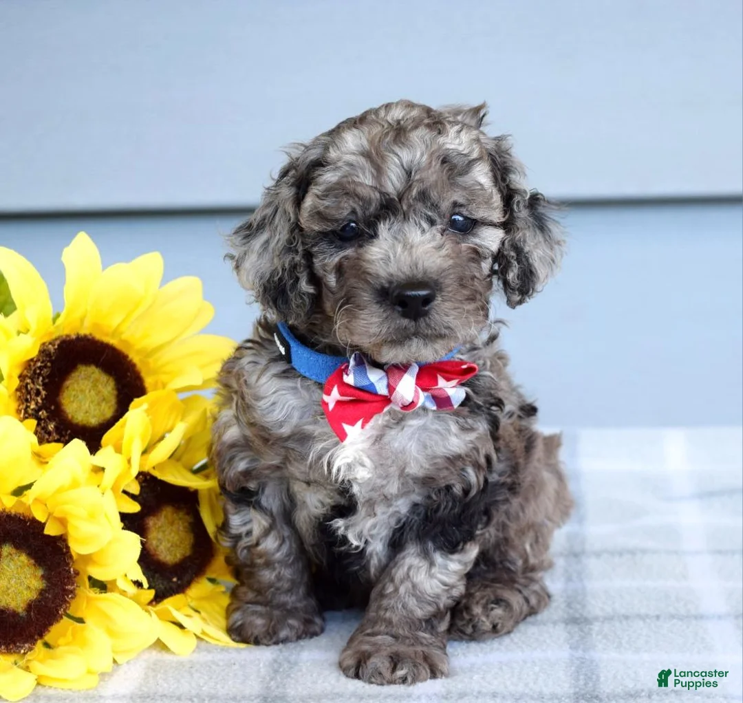 Cockapoo dogs for sale: Oreo - Ad 1