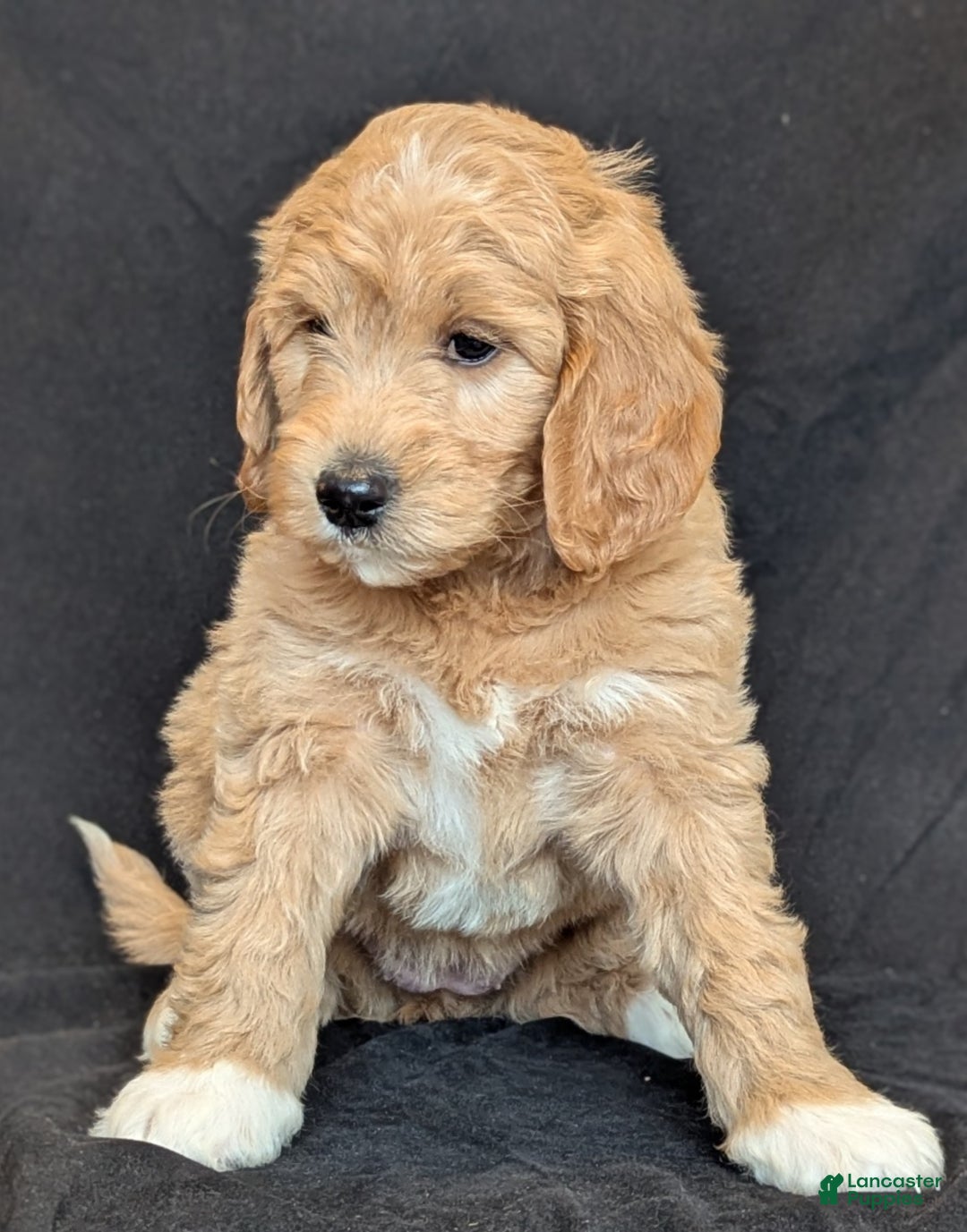 Goldendoodle dogs for sale: Lainey  - Ad 4