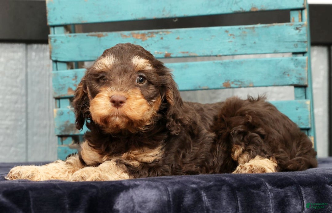 Cavapoo dogs for sale: Freya - Ad 3
